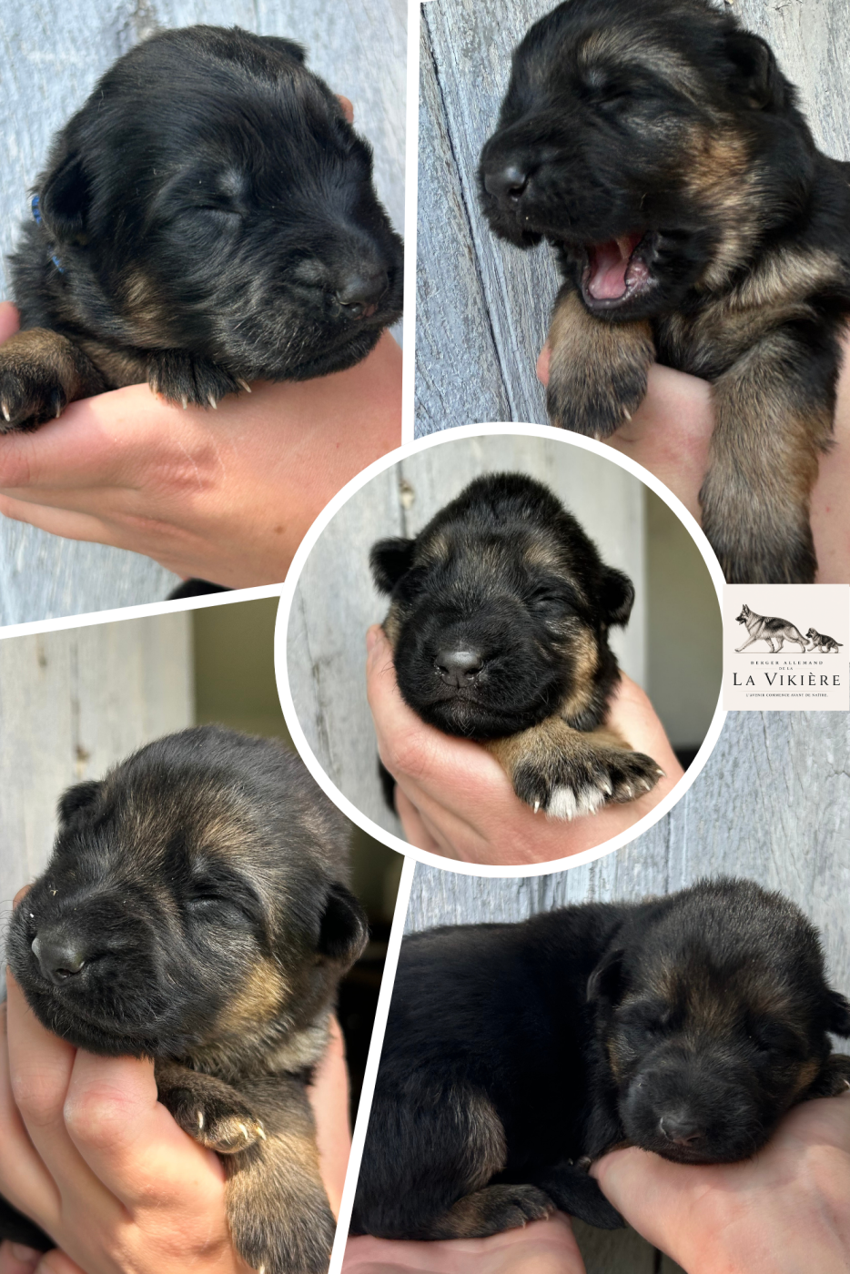 Chiot Berger Allemand De La Vikière