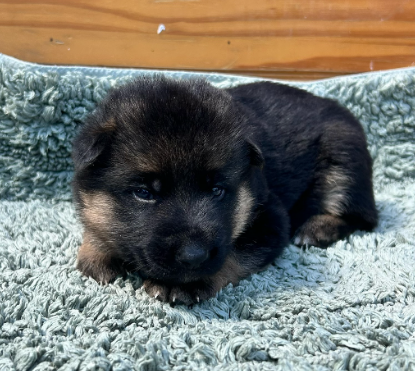De La Vikière - Chiots disponibles - Berger Allemand