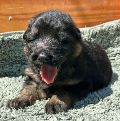 De La Vikière - Chiots disponibles - Berger Allemand