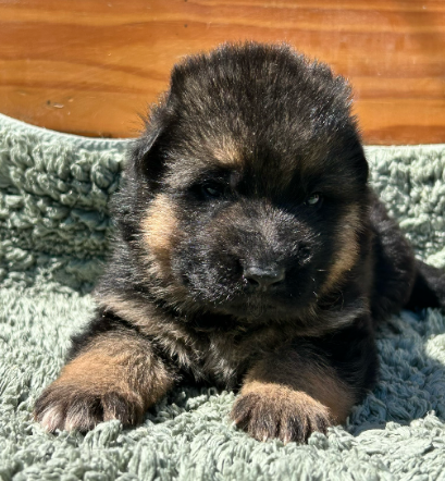 De La Vikière - Chiots disponibles - Berger Allemand
