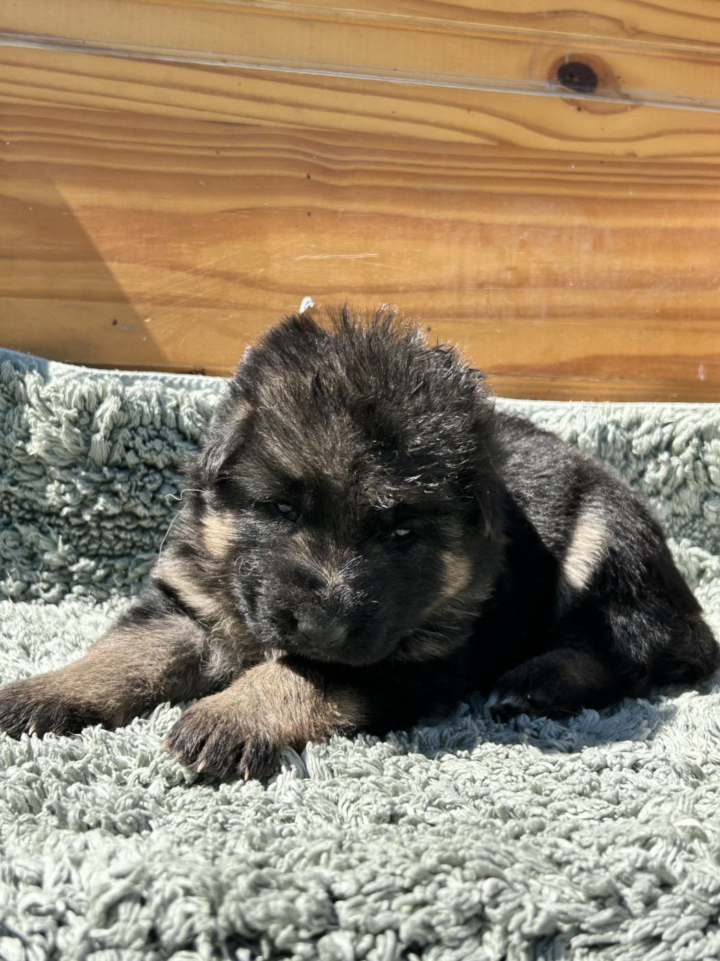 De La Vikière - Chiots disponibles - Berger Allemand