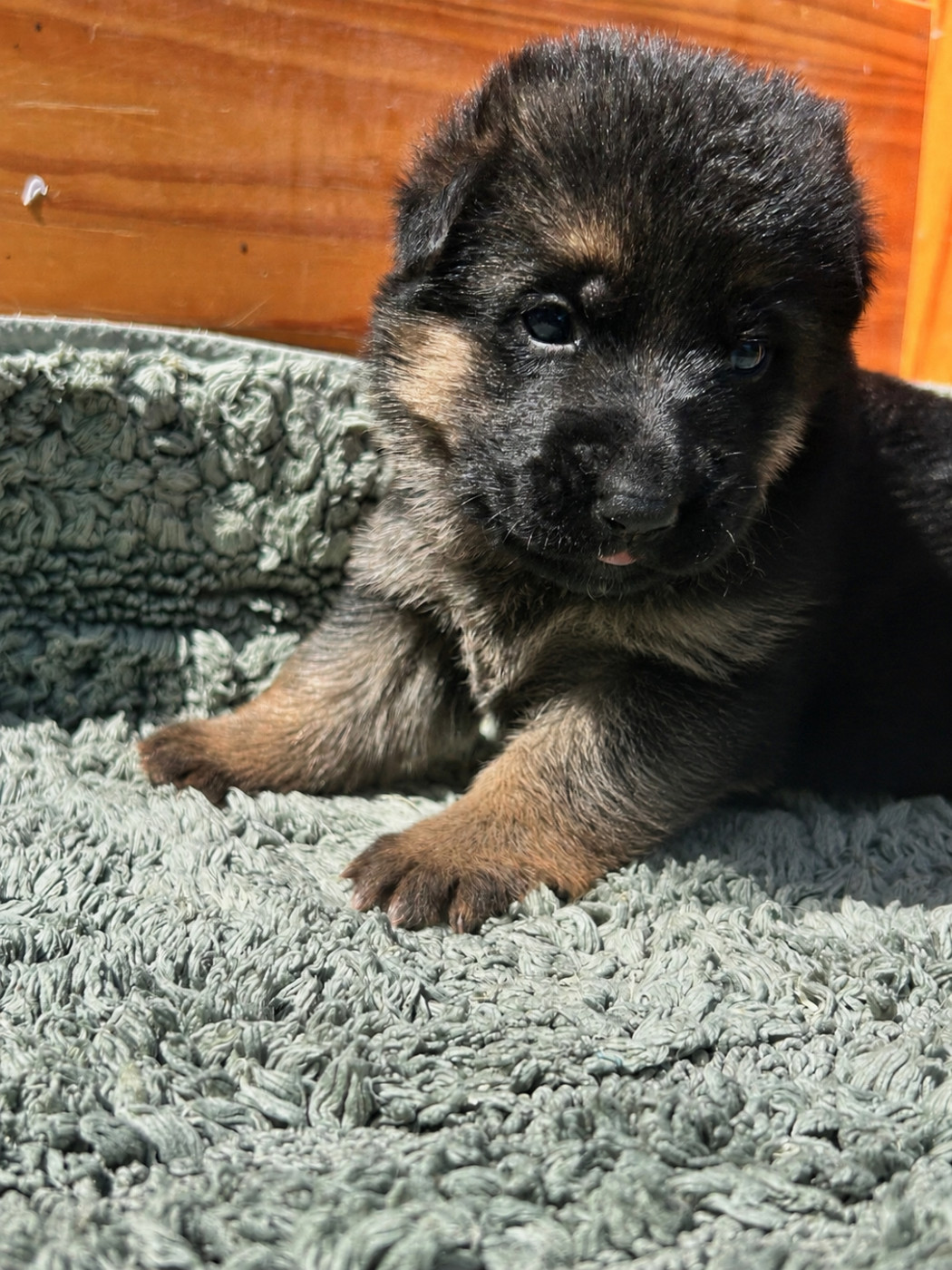De La Vikière - Chiots disponibles - Berger Allemand