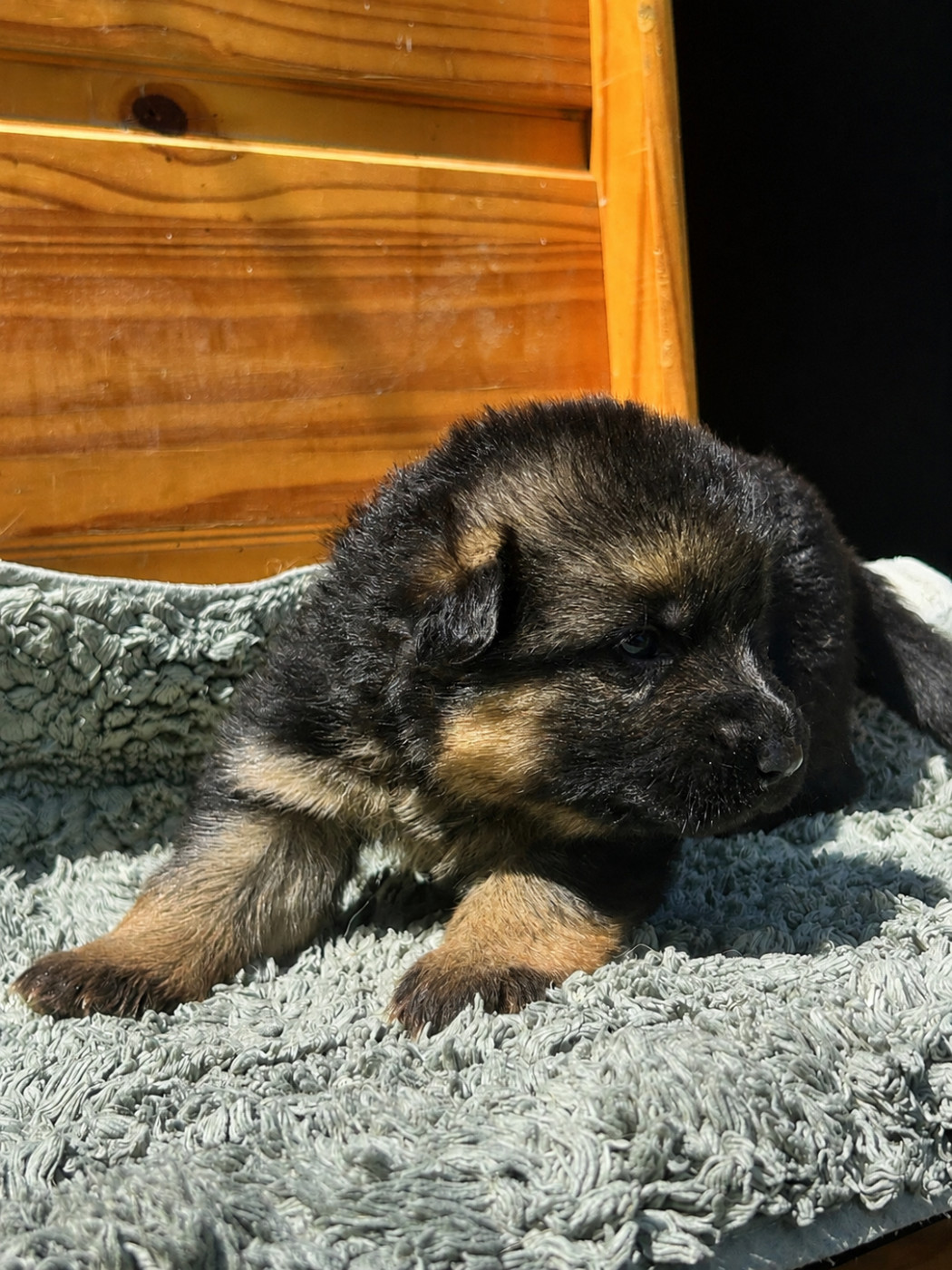 De La Vikière - Chiots disponibles - Berger Allemand