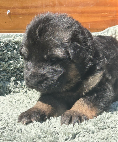 De La Vikière - Chiots disponibles - Berger Allemand